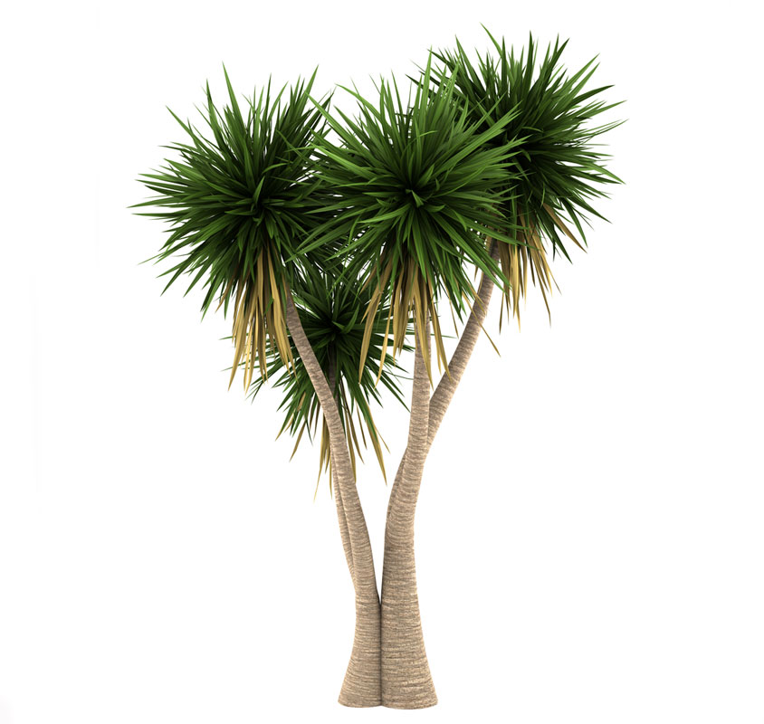 نهال یوکا باغچه ای